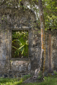 France, Guyane, Kourou, Iles du Salut, l'Ile Saint-Joseph, ruine du bagne consacré à la réclusion des prisonniers les plus difficiles