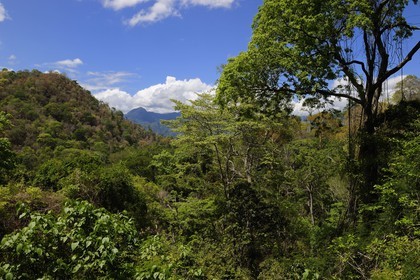 Tanzanie, région de Morogoro, forêt primaire dans les Monts Uluguru