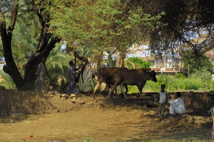 Egypte, Haute Egypte, Nubie, vallée du Nil, Assouan, la rive ouest, puit dans la campagne nubienne