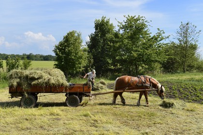 France, Bas Rhin, the Ried, Muttersholtz, farmer gathering hay