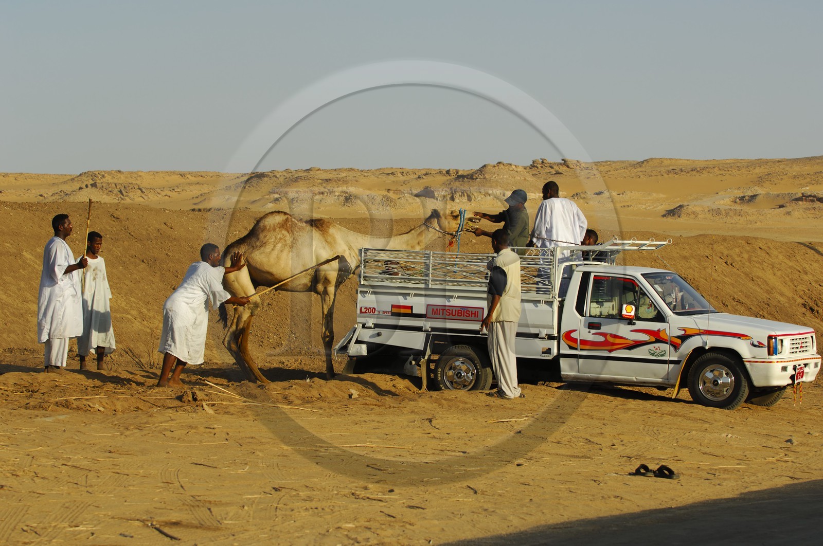 Egypte, Haute Egypte, Nubie, vallée du Nil, Assouan, la rive ouest, embarquement de dromadaire sur un pick up