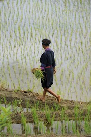 Vietnam, Lao Cai province, North-West Sapa district, the Blue Hmong minority group