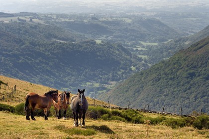 France, Cantal, Parc Naturel Régional des Volcans d'Auvergne (regional nature park of Auvergne volcanoes), the Brezons valley and village seen from the mountain pastures, horses in the foreground