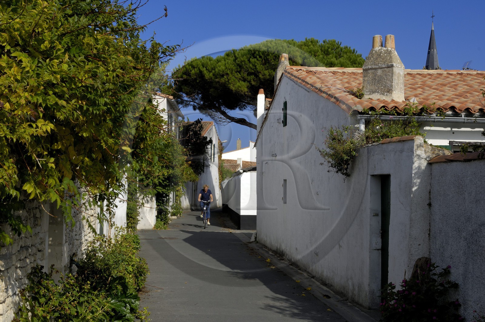 France, Charente-Maritime (17), ile de Ré, La Couarde-sur-Mer