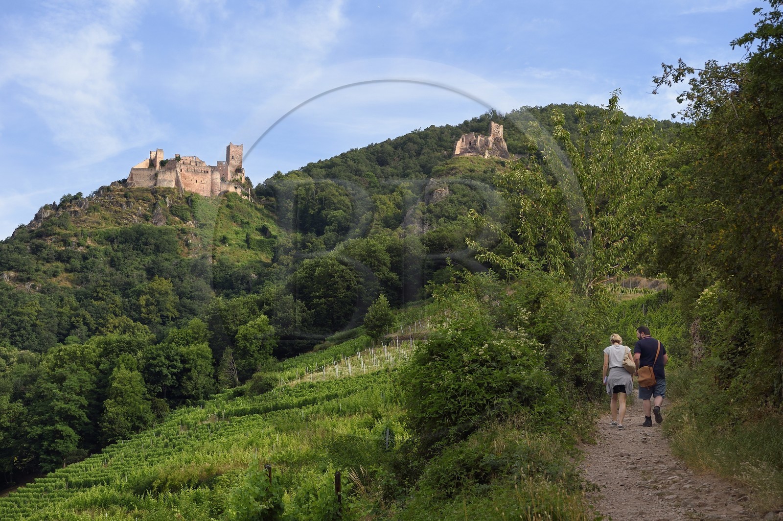 France, Haut-Rhin (68), Route des vins d'Alsace, Ribeauvillé, randonneurs sur le chemin du chateau Saint-Ulrich et du chateau de Girsberg à droite