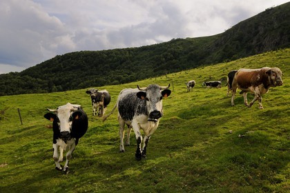 France, Haut-Rhin (68), la route des Crêtes vers Metzeral, ferme marcaire de Steinwasen, vaches en paturage