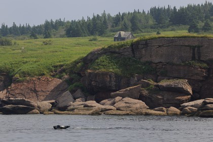 Canada, province de Québec, Gaspésie, île Bonaventure, phoque gris (Halichoerus grypus)