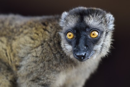 France, Mayotte island (French overseas department), Grande-Terre, Kani-Keli, the Maore Garden at N’Gouja beach, tawny lemur (Eulemur fulvus mayottensis) also called maki