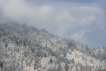 France, Haute-Savoie (74), Les Carroz d'Arâches, sapins recouverts de neige