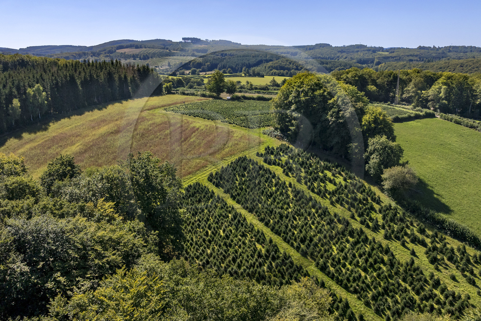 France, Nièvre (58), Parc naturel régional du Morvan, Gouloux, établissement Marchand (scierie, saboterie et boissellerie), terrain de production de sapins de Noël de Nordmann et d’épicéas issus d’une production arboricole raisonnée et durablement gérée (vue aérienne)