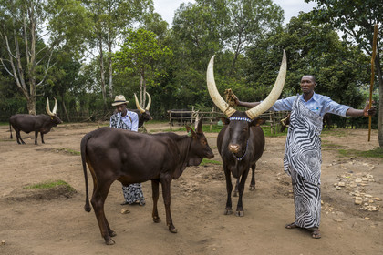Rwanda, Province du Sud, Nyanza, musée du Palais royal Rukari, vaches royales à longues cornes appellée Inyambo ou watusi