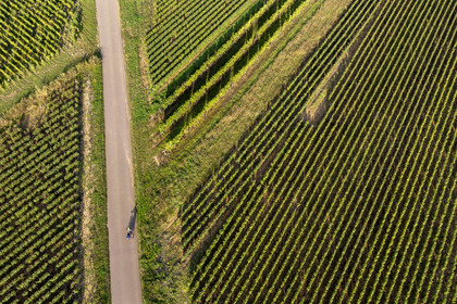 France, Côte-d'Or (21), les climats de Bourgogne classés Patrimoine Mondial de l'UNESCO, Route des Grands Crus, vignoble de la Côte de Beaune sur les hauteurs de  Pernand-Vergelesses (vue aérienne)