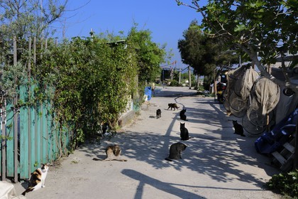 France, Hérault (34), Sète, quartier de la Pointe Courte, village de pêcheurs donnant sur l'étang de Thau, chats sur la digue