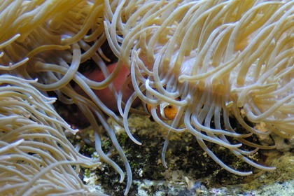France, Manche (50), Cherbourg, Cité de la Mer, poisson clown (Amphiprioninae) dans un des nombreux aquarium