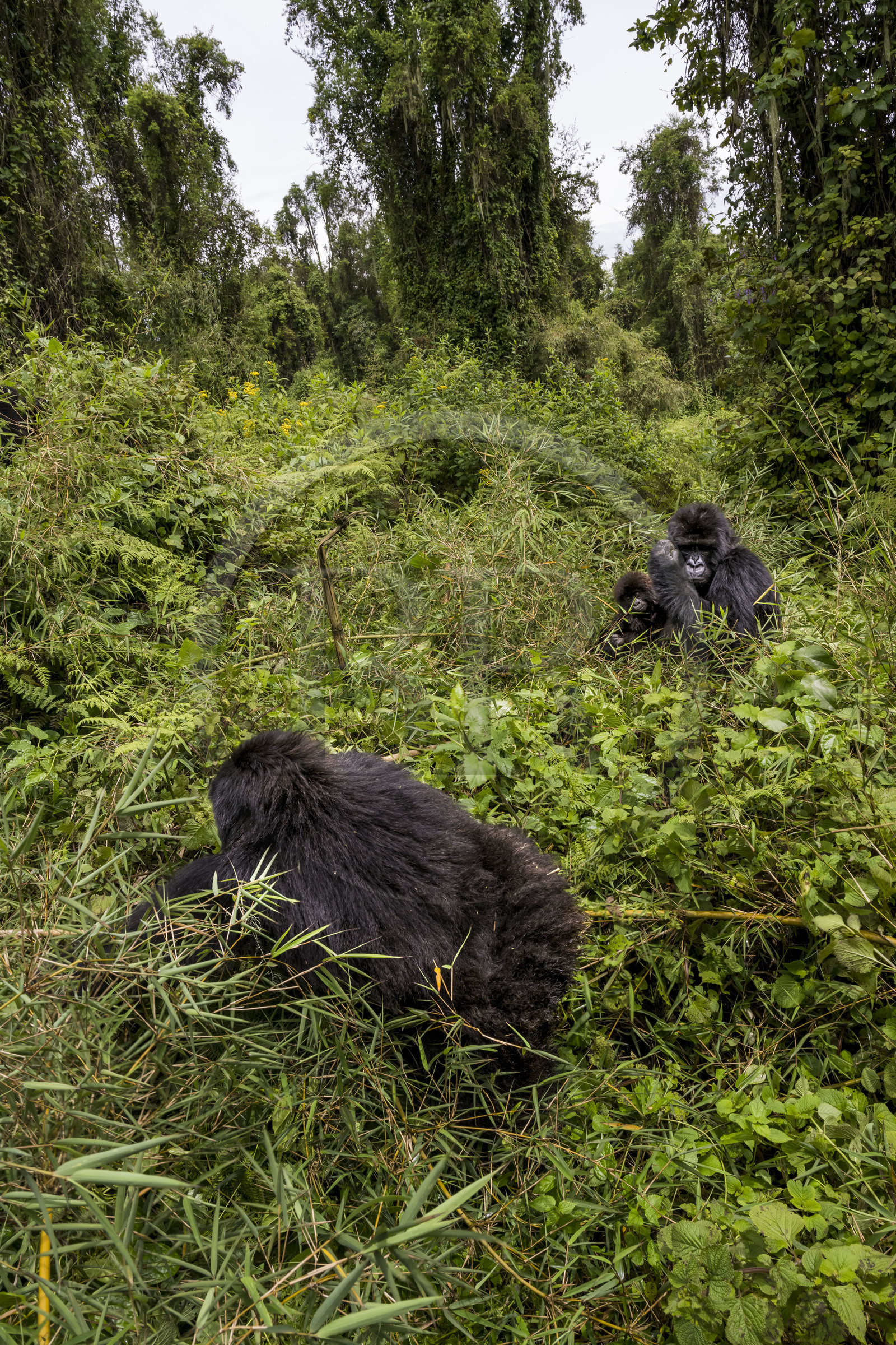 Rwanda, Province du Nord, Parc National des Volcans dans la chaine des Monts Virunga, mont Karisimbi, gorilles des montagnes (Gorilla beringei beringei) du groupe Susa, mère avec son petit de 6 mois Rwanda, Province du Nord, Parc National des Volcans dans la chaine des Monts Virunga, mont Karisimbi, gorilles des montagnes (Gorilla beringei beringei) du groupe Susa, mère avec son petit de 6 mois