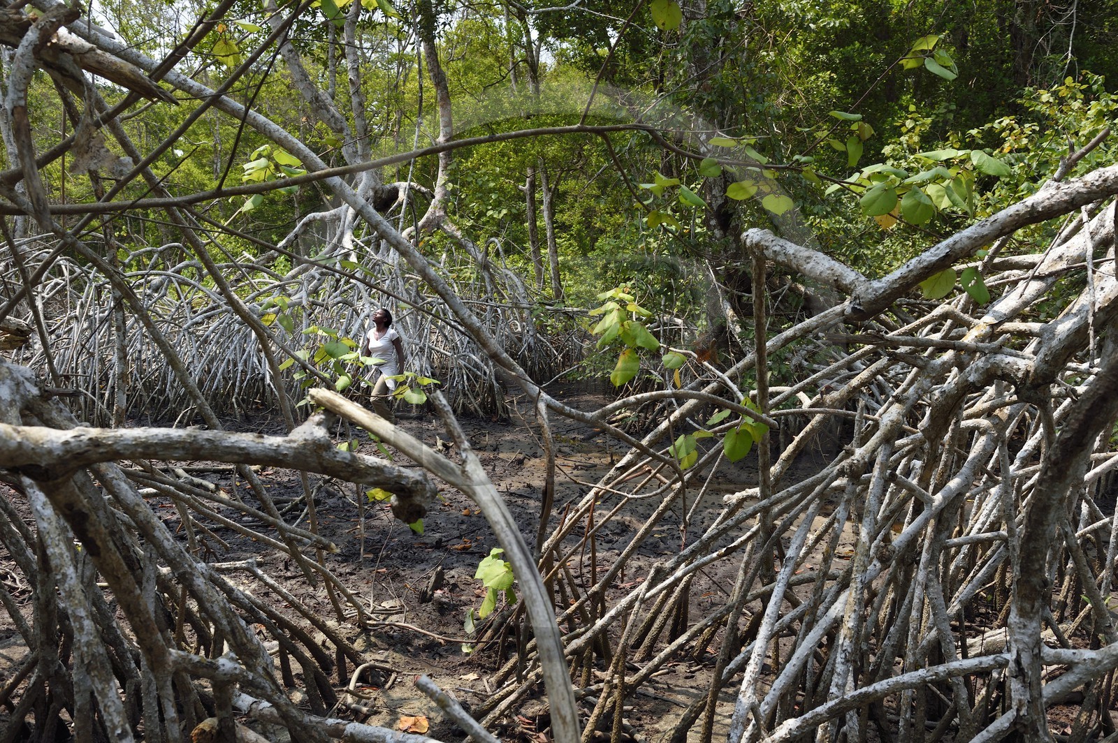 Gabon, province de Ogooué- Maritime, Parc National du Loango, mangrove de l'embouchure de la lagune Iguéla