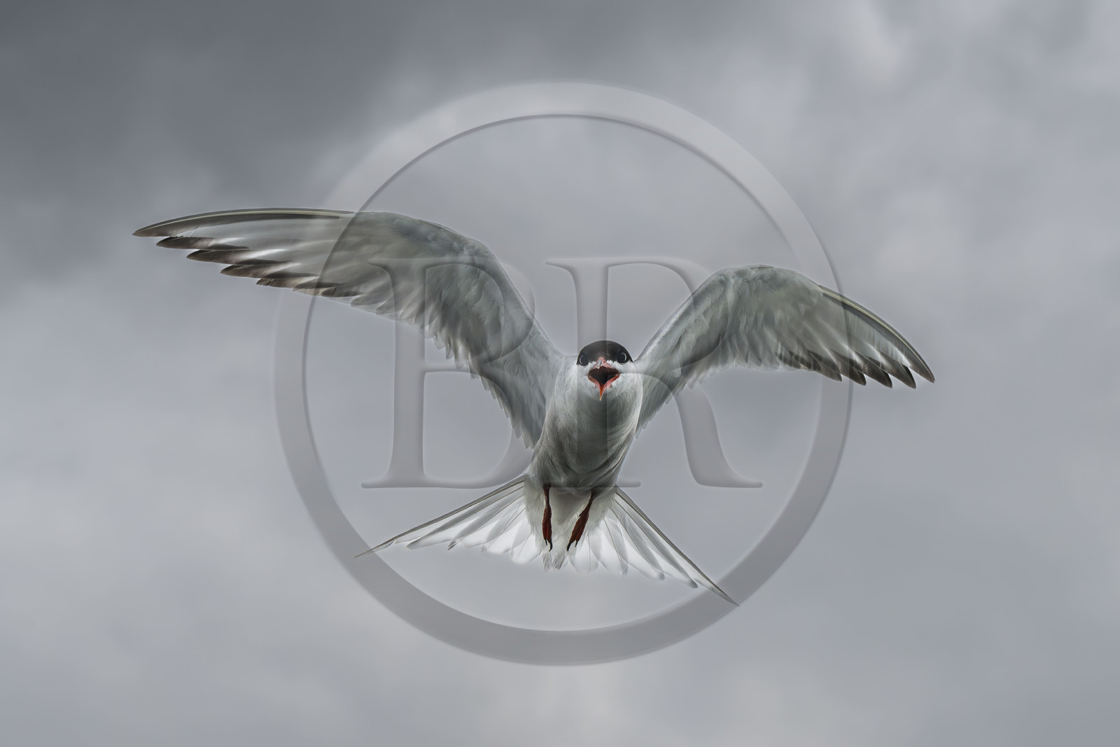 France, Finistère (29), Pays des Abers, Aber Wrac'h, Sterne pierregarin (Sterna hirundo)