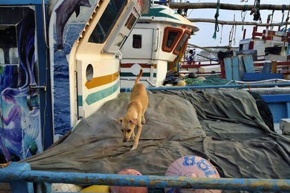 Sri Lanka, Province du Sud, Matara (district), Weligama, port de pêche de Mirissa