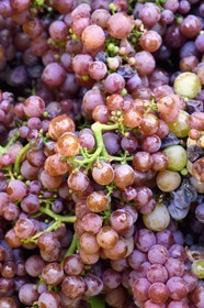 France, Bas Rhin, the Alsace Wine Route, Nothalten, grape harvest on a plot of the Wine estate Philippe Sohler, gewurztraminer wine grapes