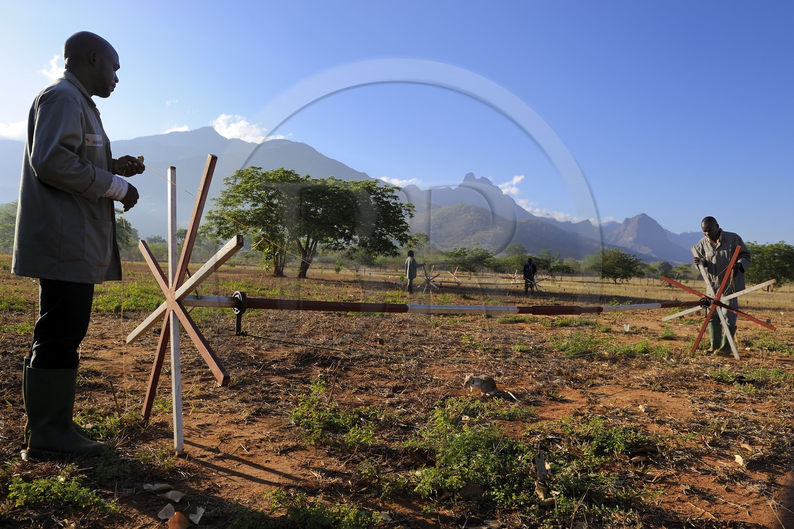 Tanzanie, université de Morogoro, centre de recherche Apopo de technologie de détection par les rats de mines anti-personnel, entrainement des rats à la détection de TNT sur le terrain Tanzanie, université de Morogoro, centre de recherche Apopo de technologie de détection par les rats de mines anti-personnel, entrainement des rats à la détection de TNT sur le terrain