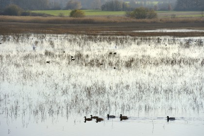 France, Indre, Berry, Parc Naturel Regional de la Brenne (Natural Regional Park of La Brenne), Purais pond, ducks and swans