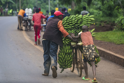 Rwanda, Province de l’Est, Kayonza, transport de régime de bananes plantain sur bicyclette sur la route de l'Akagera, les bicyclettes sont le principal moyen de transport local