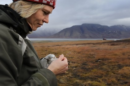 Norvège, Svalbard (Spitzberg), Longyearbyen, Permila de l'université de Svalbard étudiant un graminé