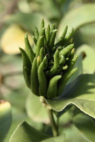 France, Var (83), La Londe-les-Maures, Domaine du Jasson, culture des agrumes, main de Bouddha (Citrus medica)