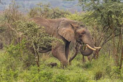 Rwanda, Parc national de l'Akagera, Eléphant de savane (Loxodonta africana)