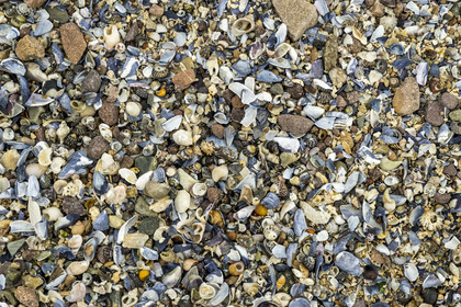 France, Cotes d'Armor, Grand Site de France Cap d'Erquy - Cap Frehel, Erquy, the Saint-Michel islet, Maerl (also rhodolith) at the floor of the tombolo at low tide covered with shells and stones