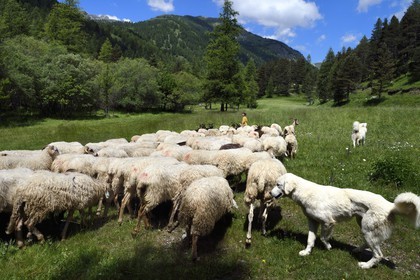 France, Alpes-Maritimes, Roya Valley (Nice hinterland), at the foot of the Mercantour National Park, Tende, Casterine valley towards Casterino, the young breeder of Brigasca sheep Céline Giordano and her flock