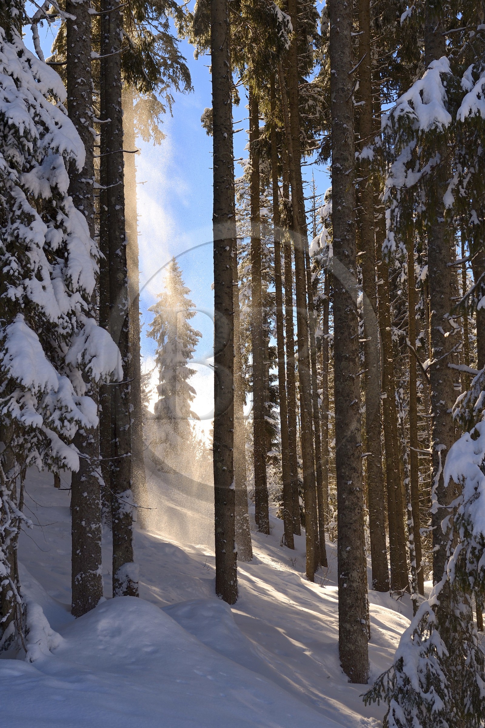 France, Haute-Savoie (74), Morzine, la vallée d'Aulps, massif du Chablais, domaine skiable des Portes du Soleil, la forêt enneigée sur le Pléney (1554m)