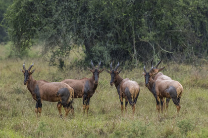 Rwanda, Parc national de l'Akagera, antilope Topi (Damaliscus korrigum)