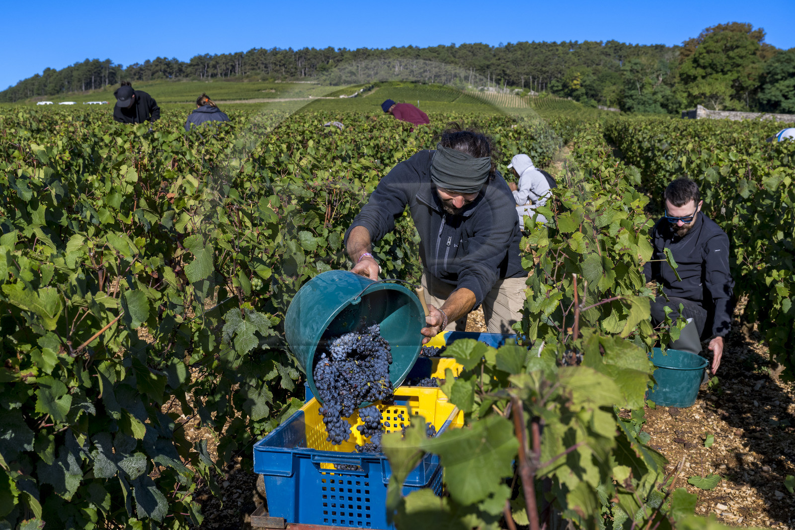 France, Côte-d'Or (21), les climats de Bourgogne classés Patrimoine Mondial de l'UNESCO, Route des Grands Crus, vignoble de la Côte de Beaune, Volnay, vendanges dans la parcelle de Taille-Pieds appartenant aux Hospices de Beaune qui servent à produire un Volnay 1er Cru cuvée Blondeau et cuvée Muteau à partir du cépage Pinot noir