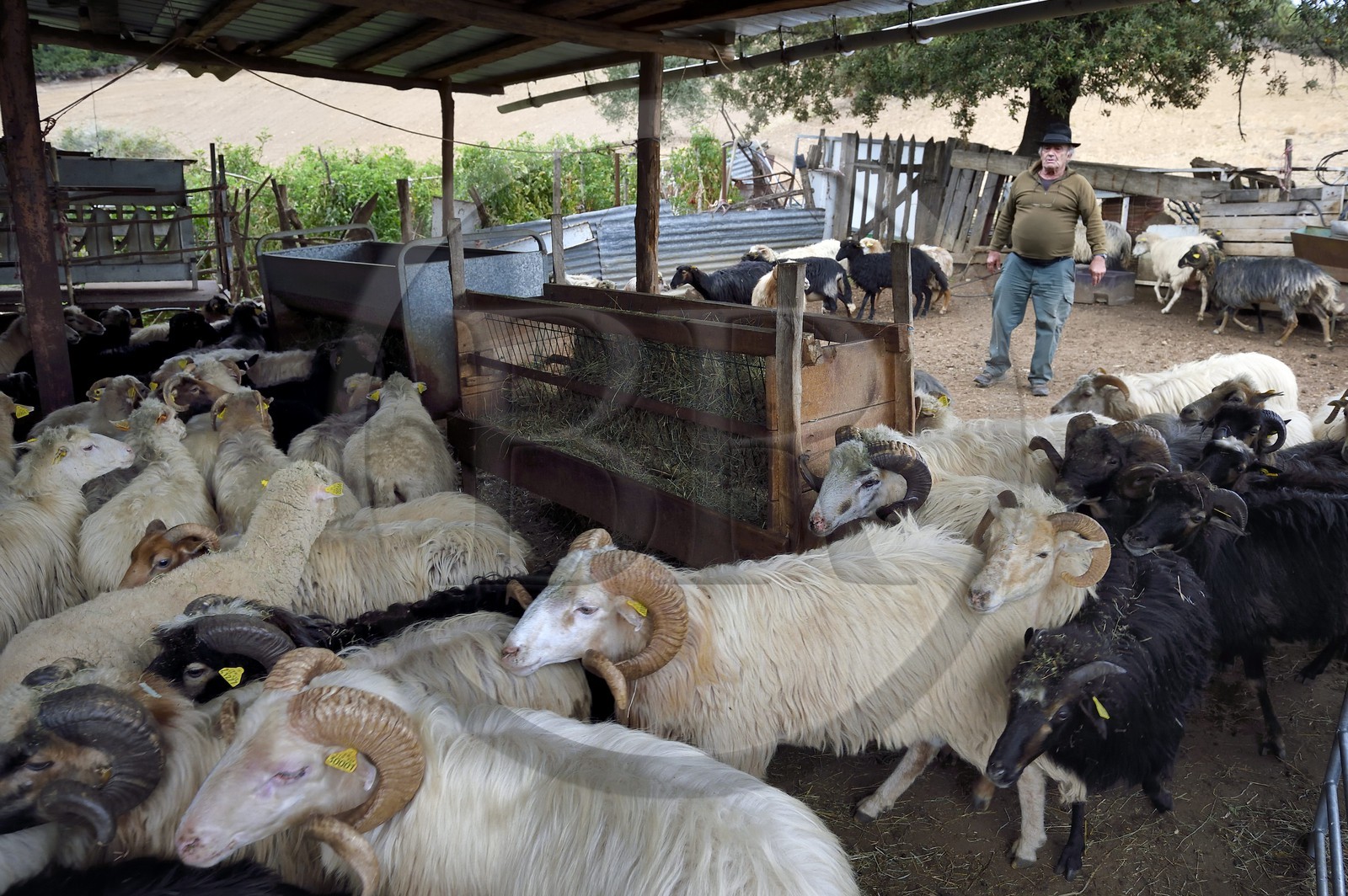 France, Corse-du-Sud (2A), Cargèse, le berger François Defranchi producteur de fromages de brebis