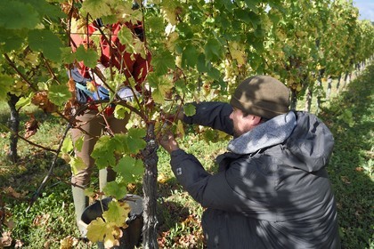 France, Haut-Rhin (68), Route des vins d'Alsace, Ribeauvillé, vendanges sur une parcelle du Domaine viticole Marcel Deiss