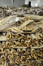 Norvège, Nordland, Iles Lofoten, Ile de Flakstadoy, village restauré de pêcheurs de Nussfjord, ballots de morue sêchée dans un hangar