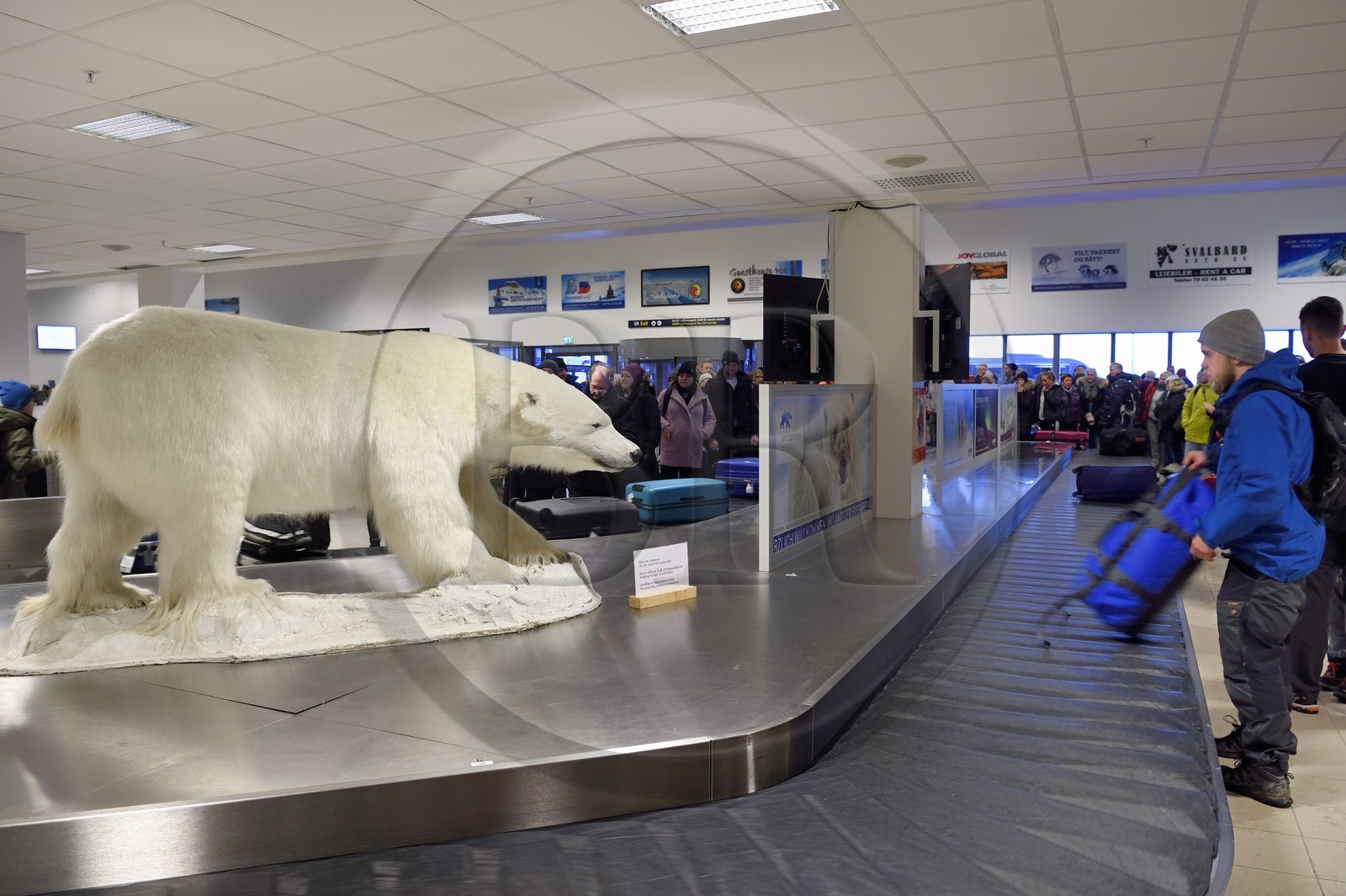 Norvège, Svalbard, Spitzberg, Longyearbyen, ours blanc polaire (Ursus maritimus) empaillé à l'arrivé des bagages de l'aéroport