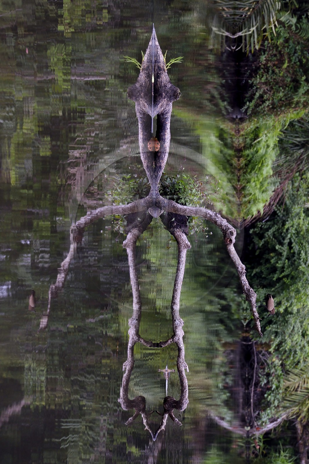 Gabon, province de Ogooué- Maritime, Parc National du Loango, site de Akaka dans la lagune du Fernan Vaz (Nkomi), l'esprit de la Forêt
