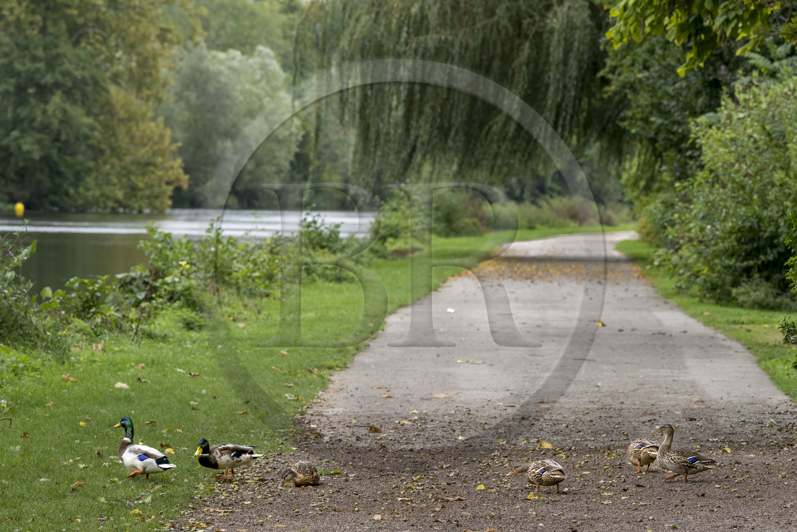 France, Yonne (89), Auxerre, traversée de canards au parc de l'Arbre Sec en bordure de l'Yonne