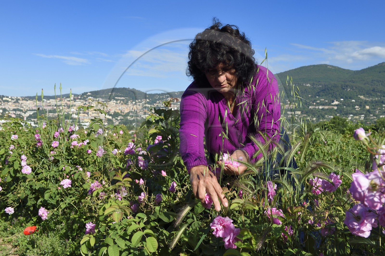 France, Alpes-Maritimes (06), Grasse, cueillette dans le champ de rose Centifolia de l'horticulteur Constant Viale par la gitane Nini Lafleur (en gilet violet) qui était la femme de Alain Delon dans le film Le Gitan
