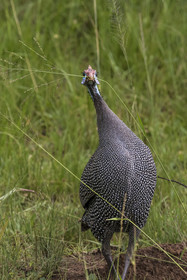 Rwanda, Parc national de l'Akagera, pintade de Numidie (Numida meleagris)