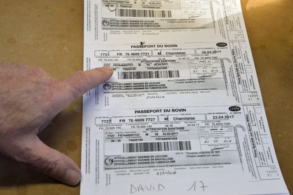 France, Seine Maritime, Forges les eaux, livestock market (mainly cows), each animal is accompanied by its passport that is checked at the entrance of the market