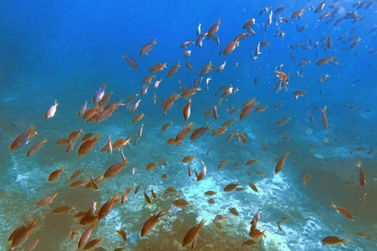 Sultanate of Oman, Governorate of Muscat, Nature Reserve of the Daymaniyat Islands,