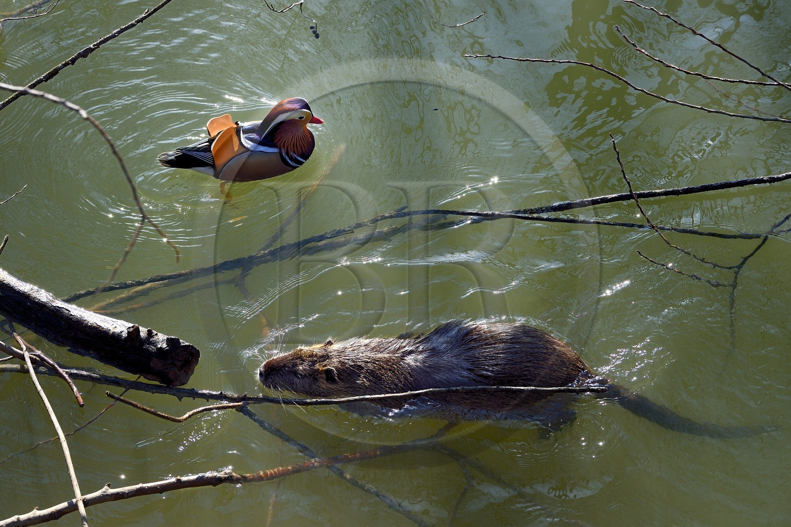 France, Val-de-Marne (94), les bords de Marne, Bry-sur-Marne, canard mandarin mâle (Aix galericulata) et Ragondin (Myocastor coypus) en premier plan