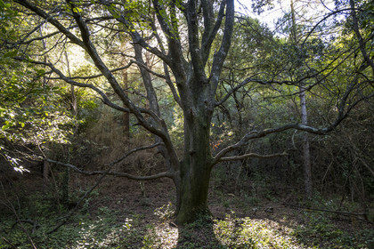 France, Hérault (34), Causses et les Cévennes, paysage culturel de l'agro-pastoralisme méditerranéen, classés Patrimoine Mondial de l'UNESCO, Saint-Guilhem-le-Désert, labellisé Les Plus Beaux Villages de France, chêne vert dans la vallée du Verdus