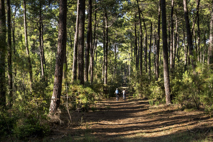 France, Charente-Maritime (17), Royan, La Tremblade, cyclistes utilisant des Fat Bikes sur les chemins sablonneux de la forêt domaniale de la Coubre et des Combots d’Ansoine qui longe l’Atlantique au nord de La Palmyre