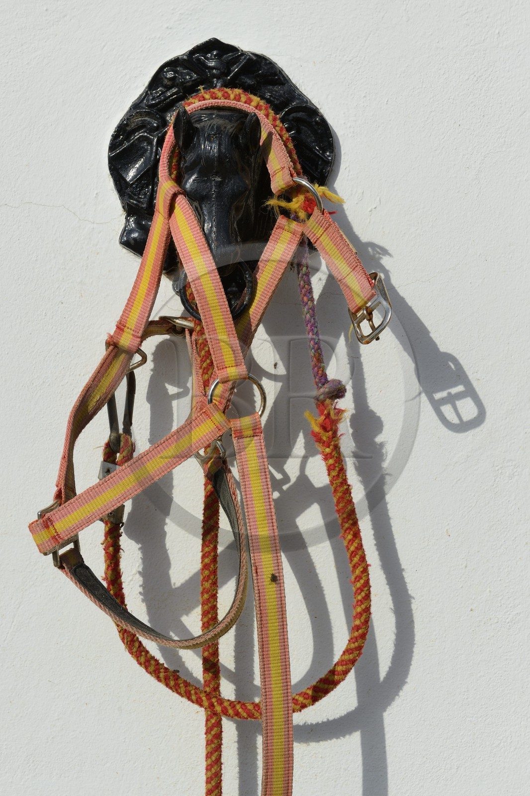 Spain, Andalusia, Seville Province, Utrera, the Ayala stud farm (Yeguada Ayala), Andalusian horse also known as the Pure Spanish Horse or PRE (Pura Raza Espanola)