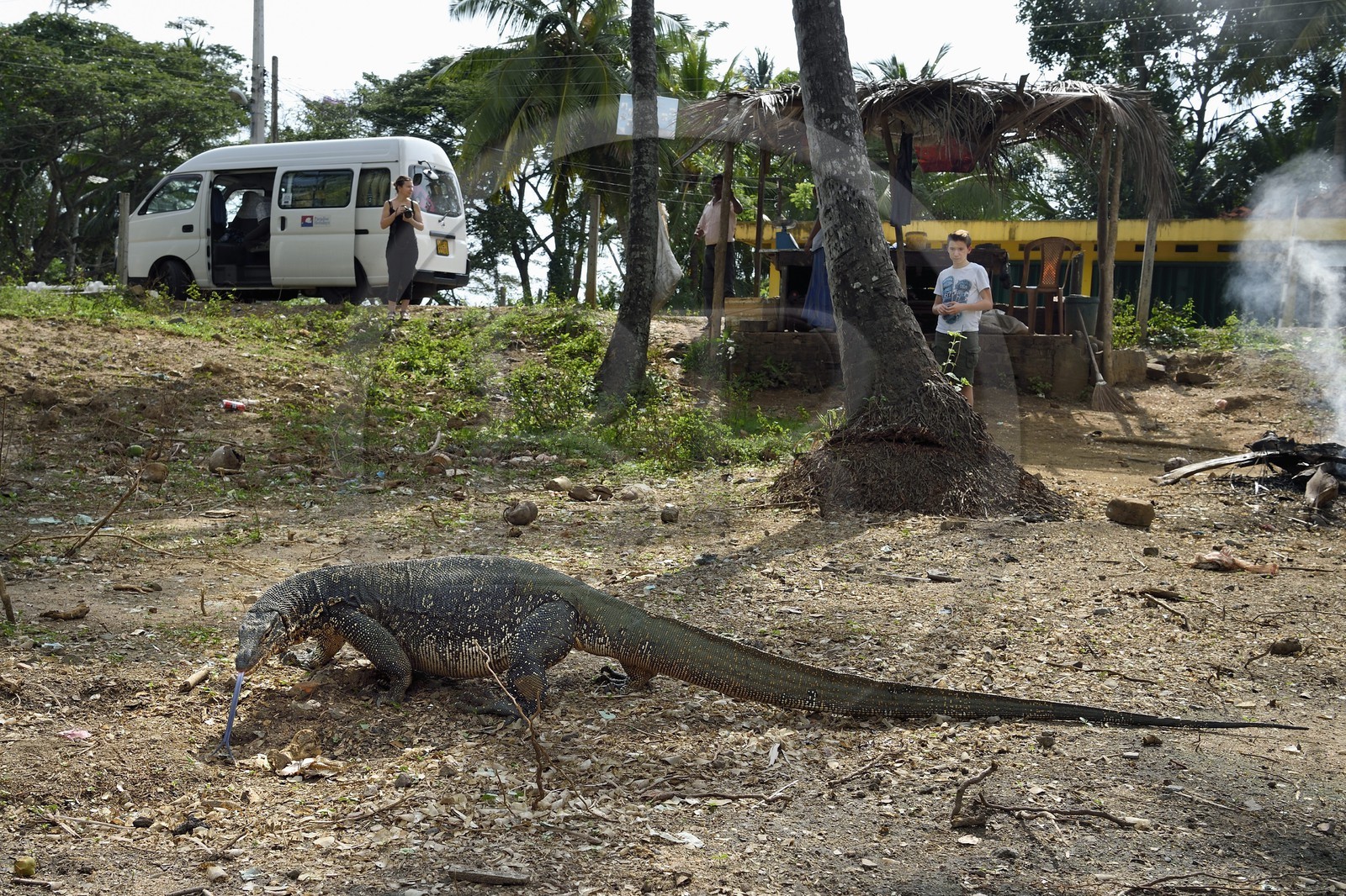 Sri Lanka, Province du Sud, Wiraketiya, varan malais (Varanus salvator)