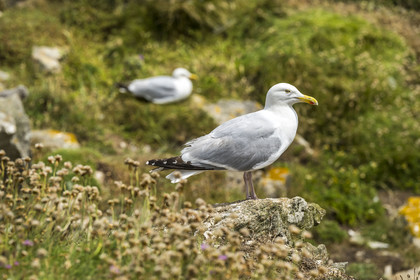 France, Finistère, Abers Country (Pays des Abers), Ile Vierge (Virgin Island) in the Lilia archipelago, many gulls populate the island during the nesting period